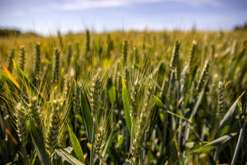 Obraz premium field of wheat