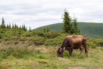 brown cow on Goverla Mountain on a summer sunny day, Carpathians, Ukraine