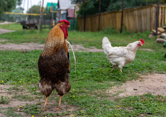chicken and cock in the village