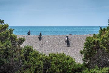 Magellanicus penguin near beagle channel, Argentina
