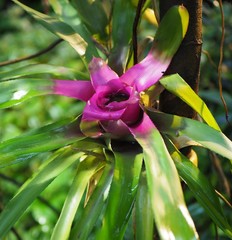 tropical greenhouse flowers 