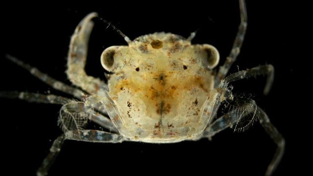 The crab larva under the microscope, already a full-fledged small crab that appeared after the larval stage of the megalope, has already sunk to the bottom and will grow into an adult 