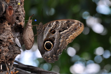 Frisch geschlüpfter Schmetterling mit Puppe