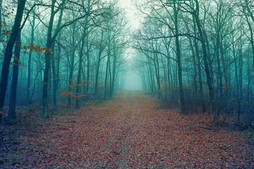 Artistic vintage style photo of a foggy forest alley with leafless trees and fallen leaves