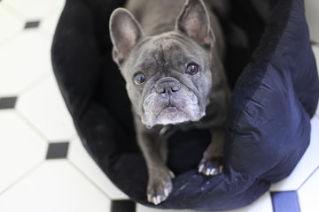 Cute grey French bulldog close up