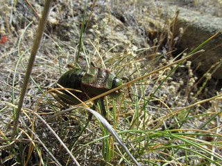 insecto verde macro campo naturaleza