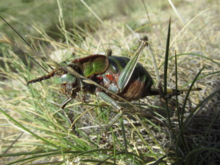 insecto verde macro campo naturaleza