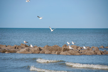 Seagull near breakwater in Ostend, Belgium