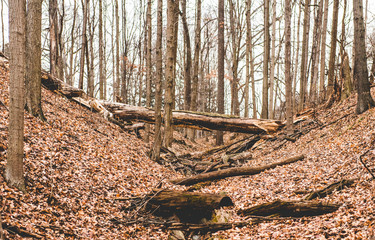 A fallen tree lays in the forest in a nature park in Indianapolis