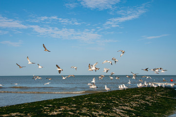 Seagull near breakwater in Ostend, Belgium