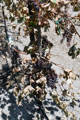 Grapevines dining in Vineyard