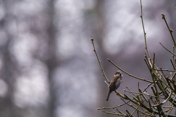 Sparrow Passer domesticus standing on a twig of a tree during snowy weather