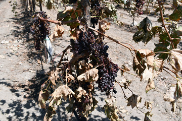Grapes shriveled up on plants