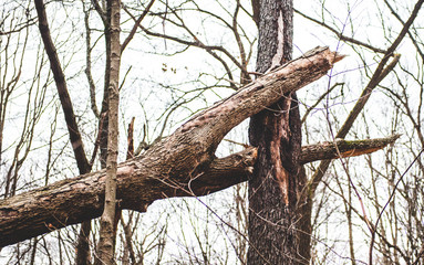 A fallen tree leans forked into another tree in a forest in Indiana