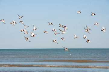 Eurasian oystercatcher at the Belgian coast