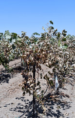 Grape vineyard dining with fruit on the vines