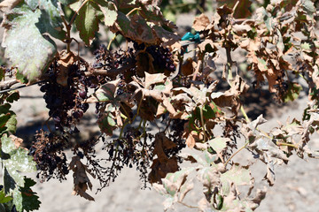 Grapes shriveled up on plants