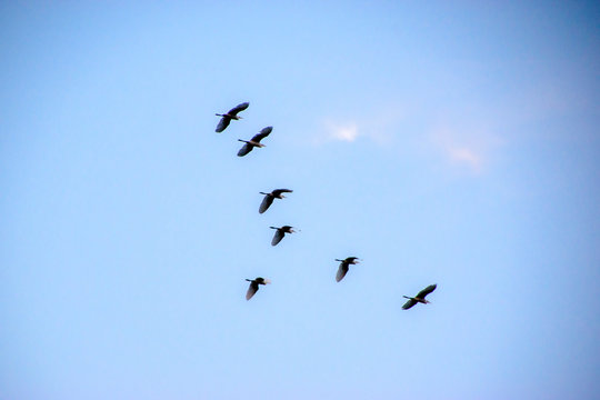 flock of birds flying forming line alignment in blue sky