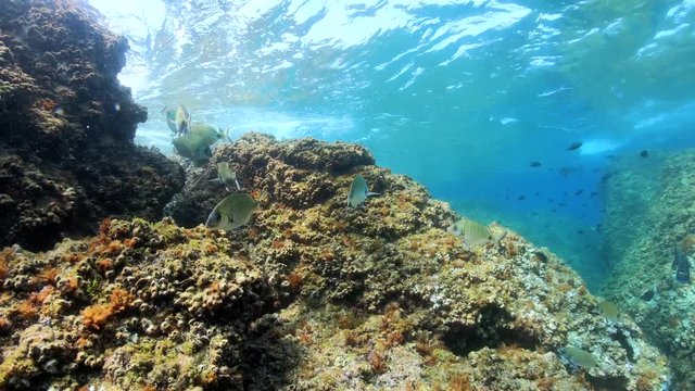 Fish seabreams with rock below water surface, underwater in the Mediterranean sea, Pyrenees-Orientales, Occitanie, France