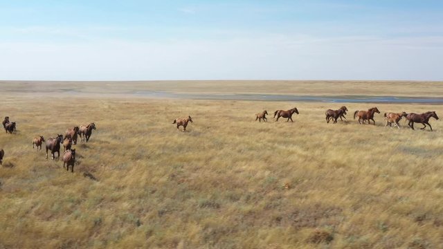Mustangs. Reserve Rostov, Russia. Aerial view