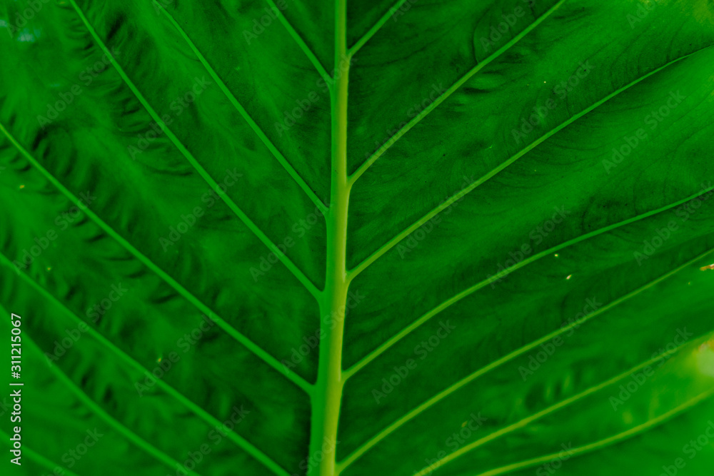 Wall mural close photo of green leaf pattern