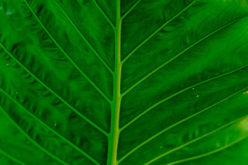 Close photo of green leaf pattern