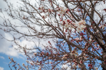 Blossom flowers and branches of a tree