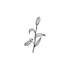 flowers buton lilia botanical ink drawn 