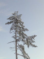 landscape with white snow-covered tree