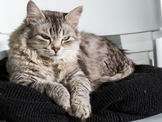 Adorable long haired cat of siberian breed in relax outdoor, purebred hypoallergenic animal