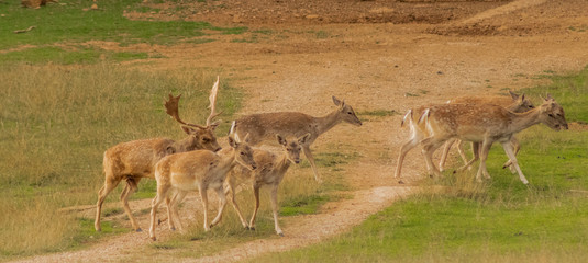 fallow deer in a forest of Cantabria, Spain