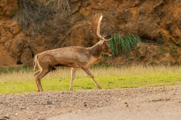 fallow deer in a forest of Cantabria, Spain