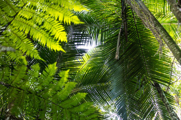 Fundo verde com folhas de palmeira e samambaia