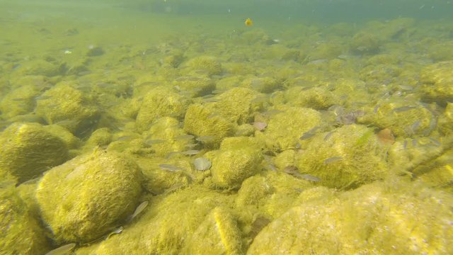Shoal of small freshwater fish underwater and camera moves above water surface to see river landscape, Spain, La Muga, Catalonia