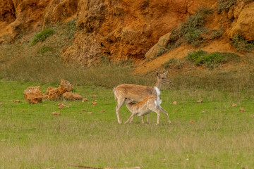 fallow deer in a forest of Cantabria, Spain