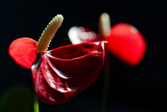 Fleurs