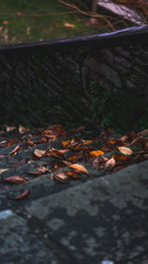 Naklejka na ściany i meble Autumn leaves on stairs