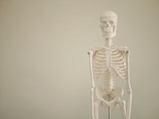 the human body part bones sample for the doctor in clinic laboratory hospital science