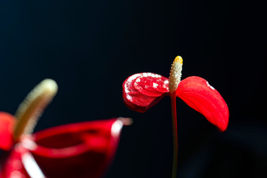 รูปภาพSpadice เลือกดูภาพถ่ายสต็อก เวกเตอร์ และวิดีโอ106 Adobe Stock