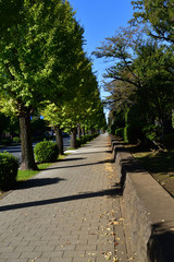 イチョウの街路樹のある歩道を撮影した写真