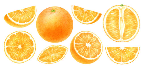 Orange fruits whole, half, slice, cut isolated on white background.Top view, side view exotic citrus. Halthy food digital clip art.Watercolor illustration.
