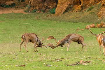 Naklejka na ściany i meble fallow deer in a forest of Cantabria, Spain