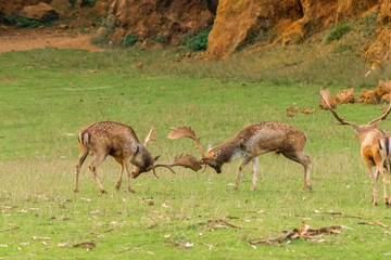 Naklejka na ściany i meble fallow deer in a forest of Cantabria, Spain