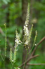 Wispy Flowers