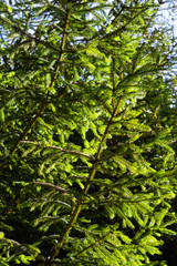 Fototapeta premium Fir tree in sunlight