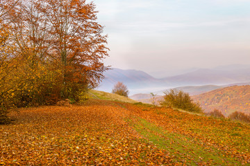 Fantastic golden autumn in the Carpathian Mountains, scenic view. autumn in the mountain beech forests
