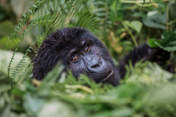 close up portrait of a black gorilla looking at you in the wild deep in the jungle