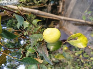 green apple on the tree