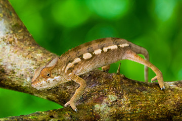 Cameleon