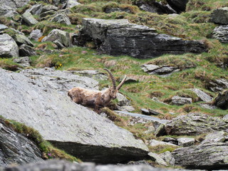 Steinbock im Hochgebirge der Hohen Tauern
